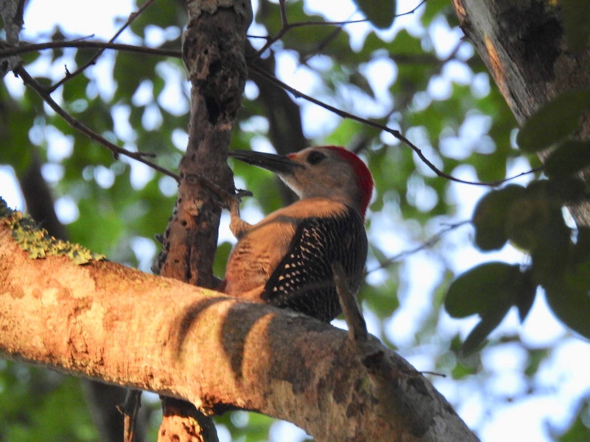 Golden-fronted Woodpecker (Velasquez's) - ML128317281