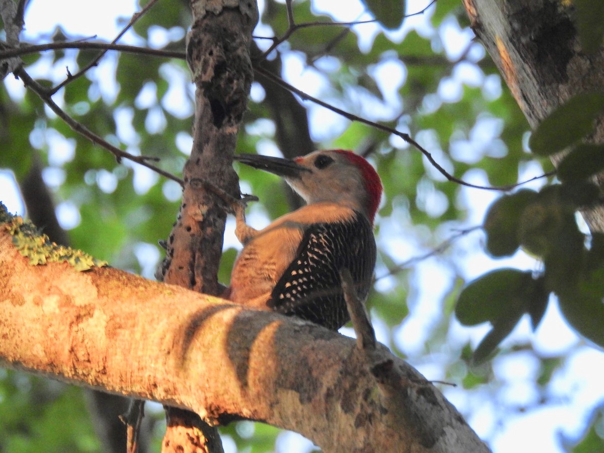 Golden-fronted Woodpecker (Velasquez's) - Jane Crawford