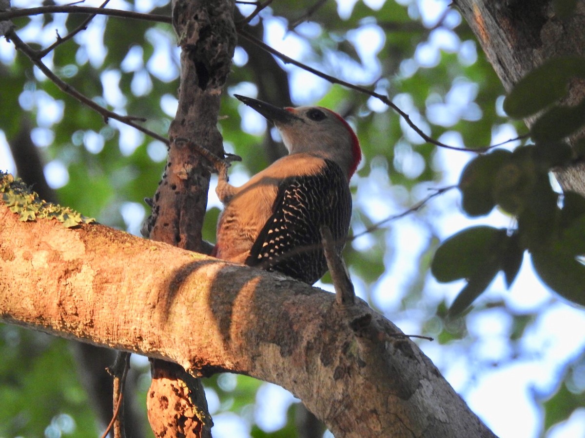 Golden-fronted Woodpecker (Velasquez's) - ML128317311