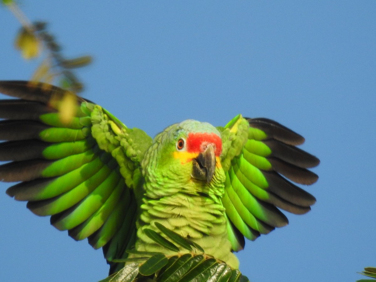 Red-lored Parrot (Red-lored) - ML128317471