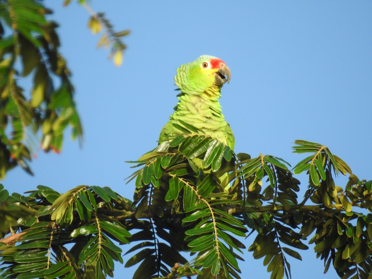 Red-lored Parrot (Red-lored) - ML128317481