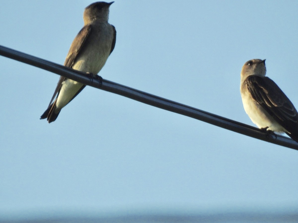 Northern Rough-winged Swallow (Northern) - ML128317591