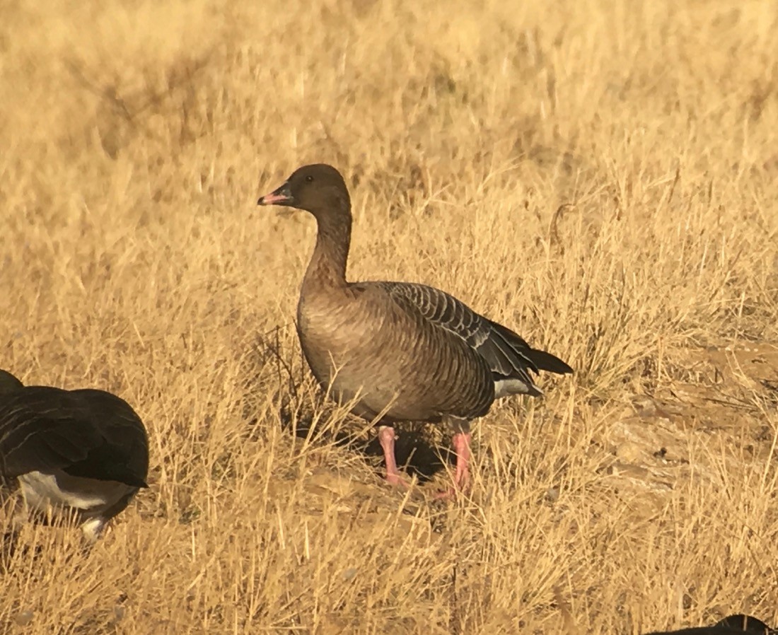 Pink-footed Goose - Eric DeFonso 🦑
