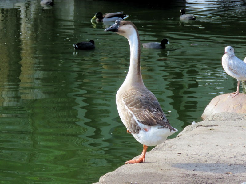 Swan Goose (Domestic type) - ML128319631