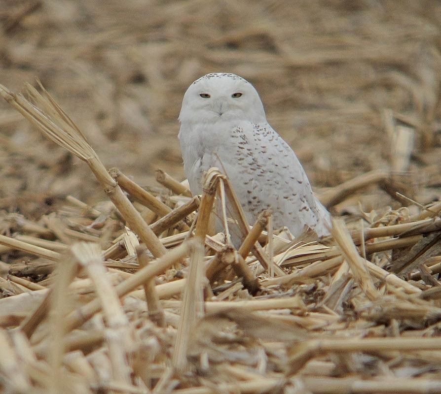 Snowy Owl - ML128320311