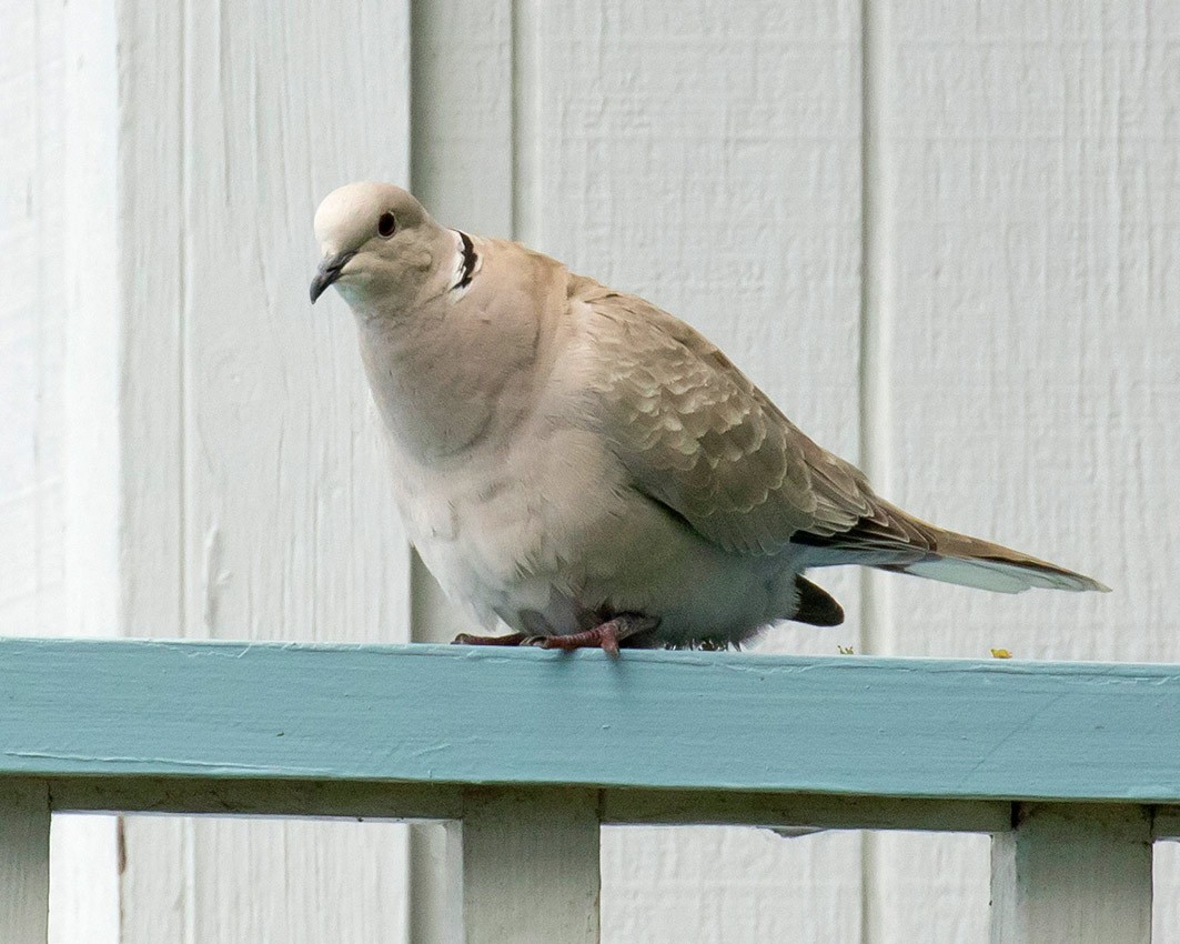 Eurasian Collared-Dove - ML128320821