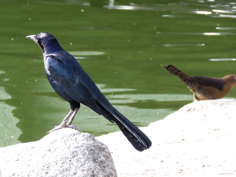 Great-tailed Grackle - ML128320891