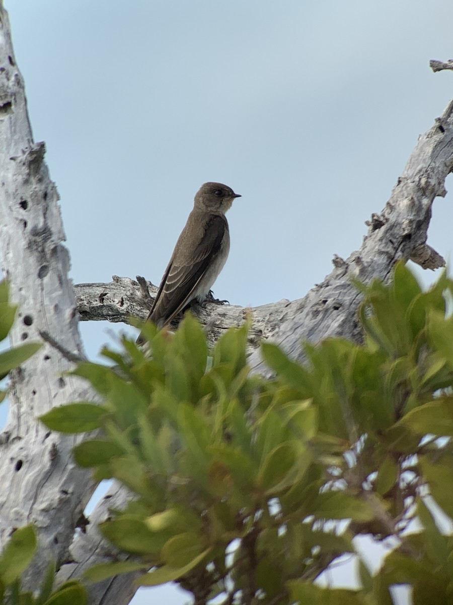 Northern Rough-winged Swallow - Marc Kramer (Birding by Bus)