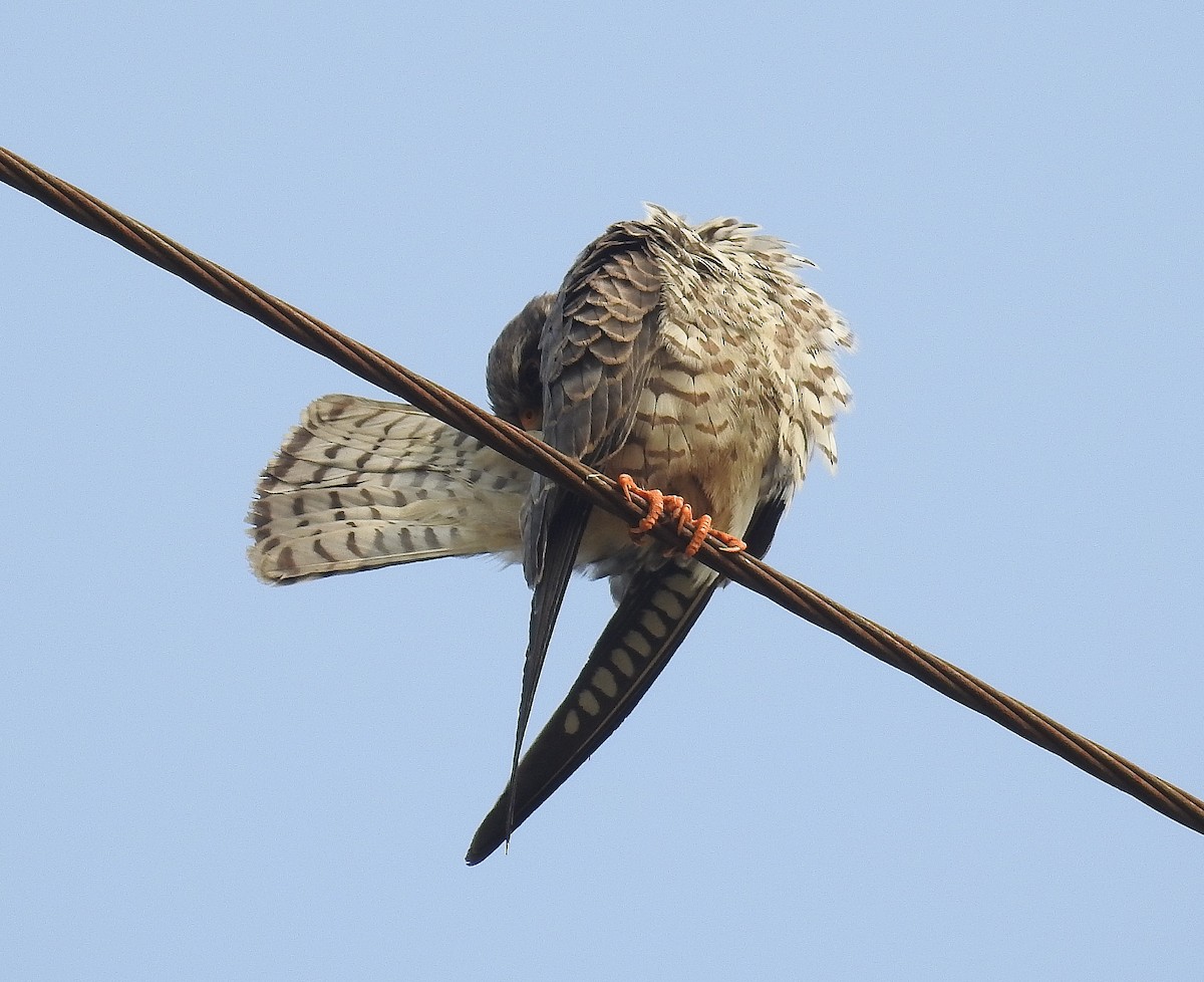 Amur Falcon - Afsar Nayakkan