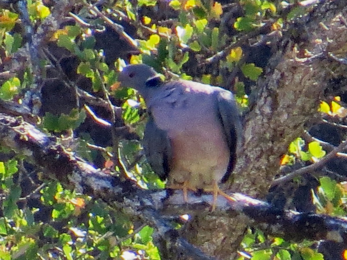 Band-tailed Pigeon - ML128324951