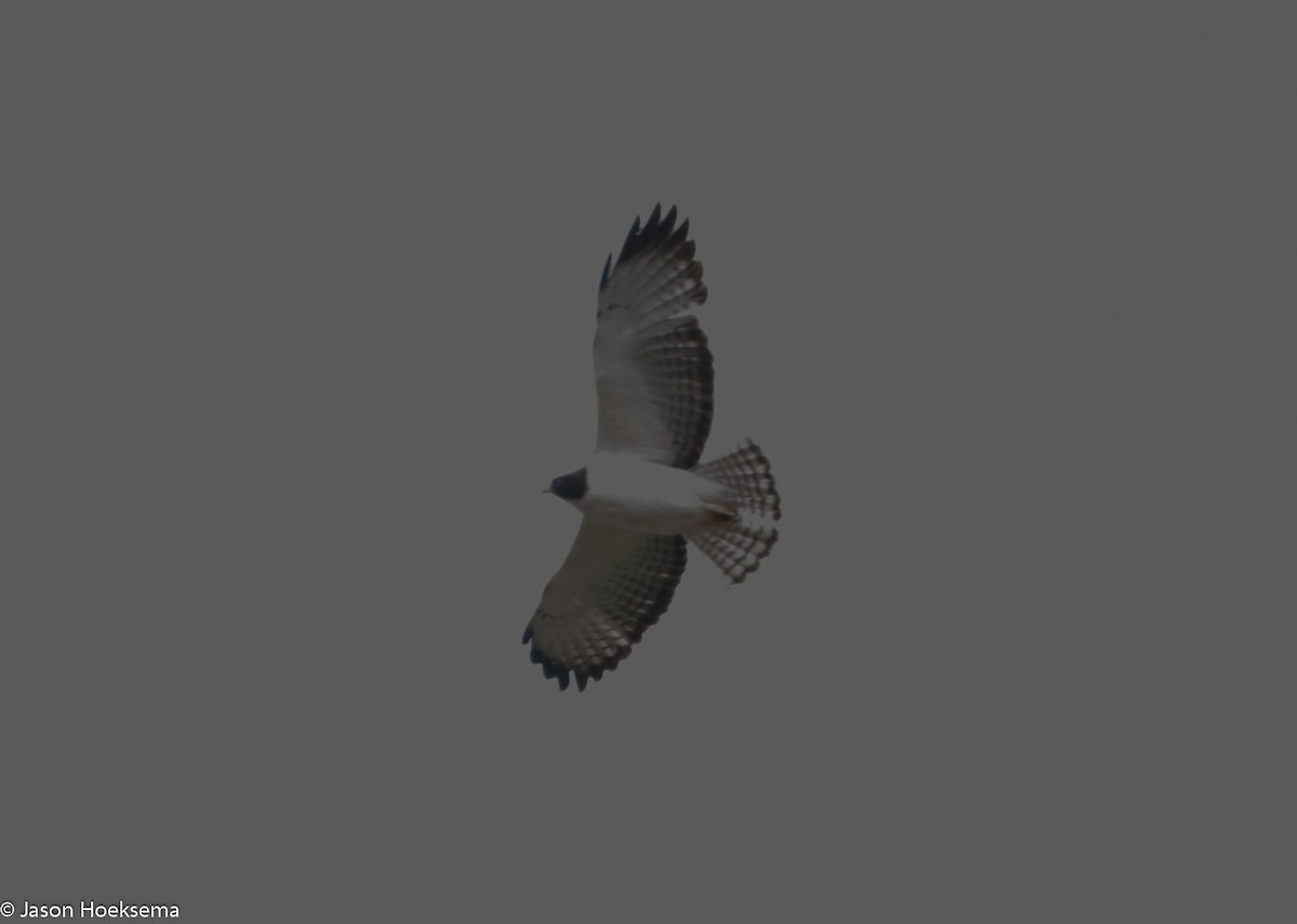 Short-tailed Hawk - Jason Hoeksema