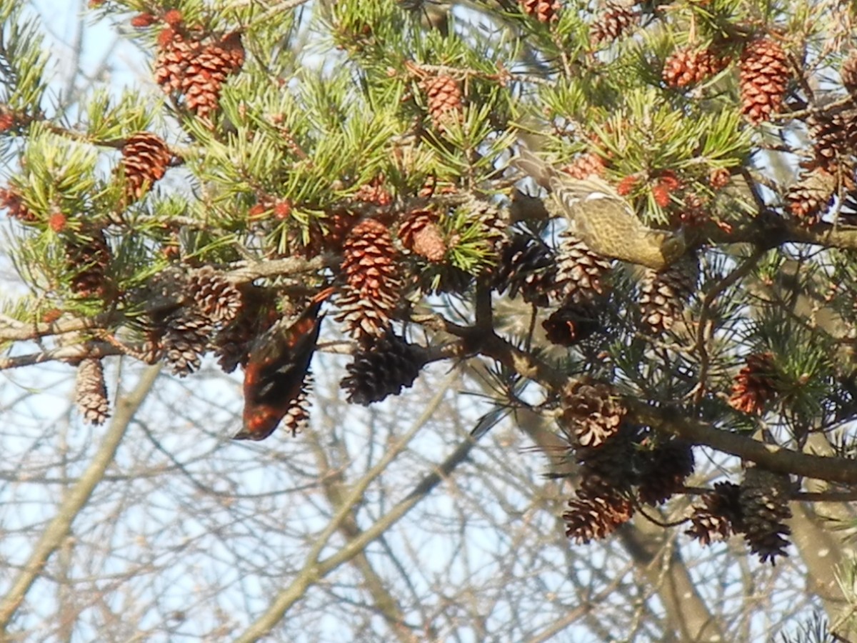 White-winged Crossbill - David Carr