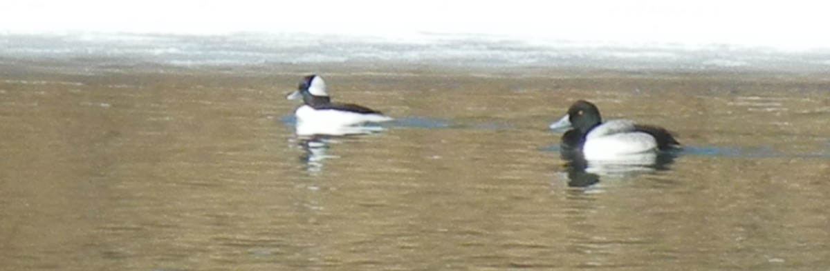 Greater Scaup - David Carr