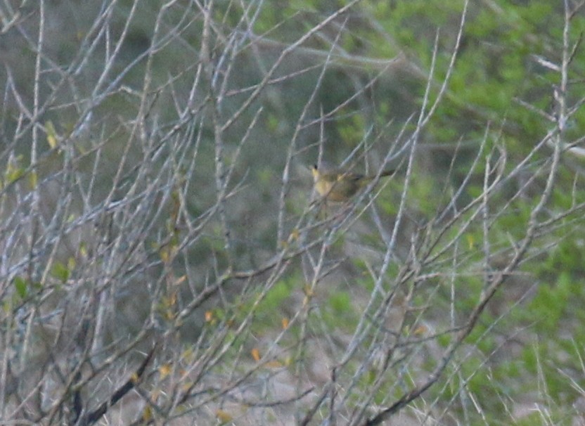 Gray-crowned Yellowthroat - ML128337541