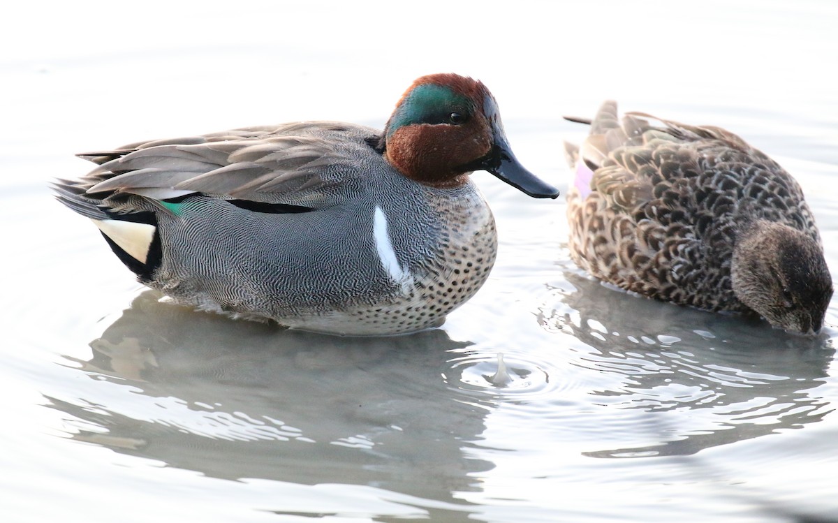 Green-winged Teal - ML128337571