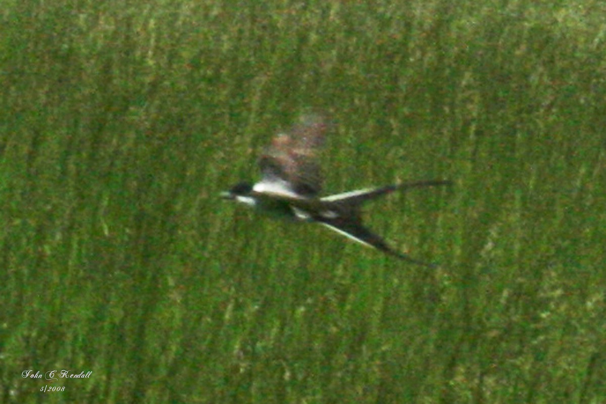 Fork-tailed Flycatcher - ML128338811