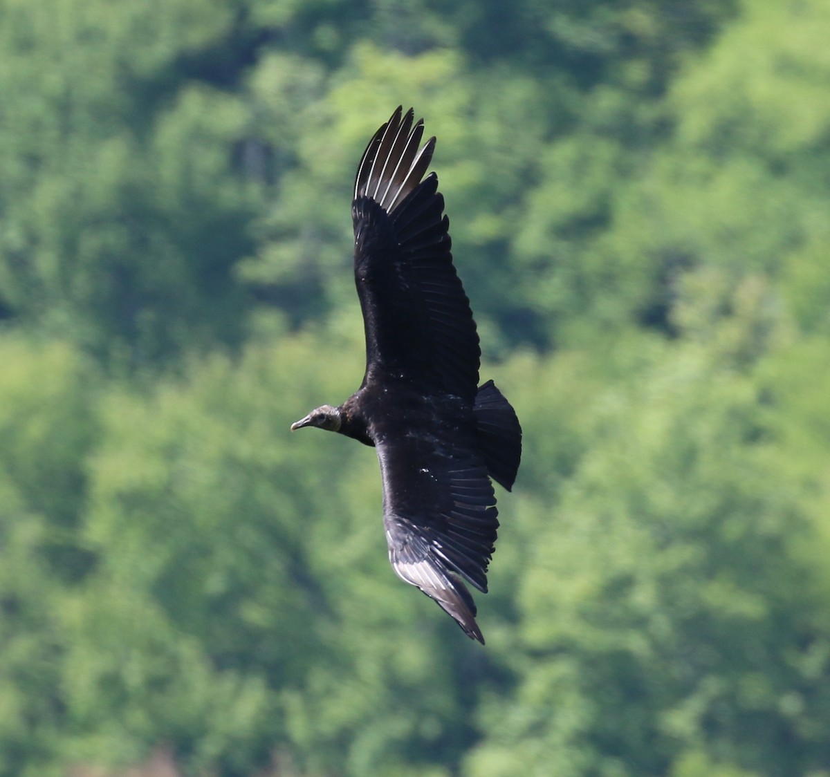 Black Vulture - David Carr