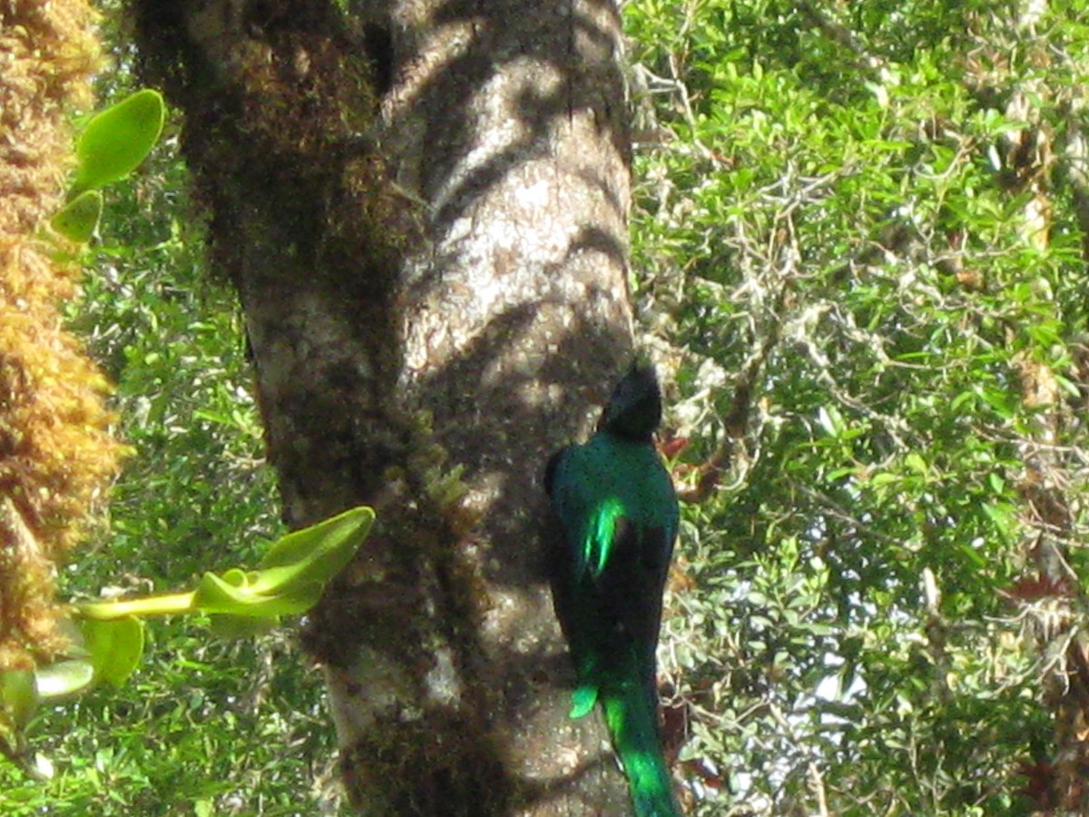 Resplendent Quetzal (Costa Rican) - ML128342151