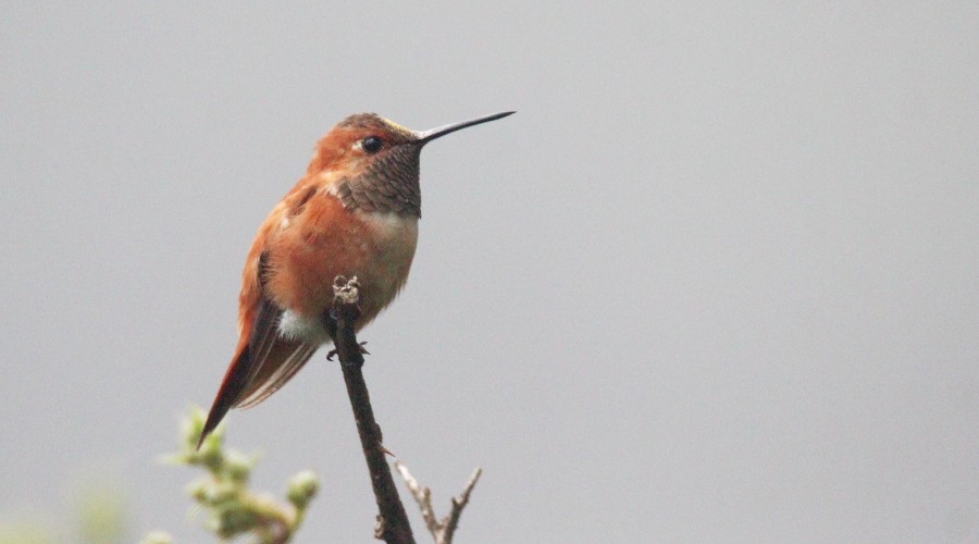Rufous Hummingbird - Paul Lewis