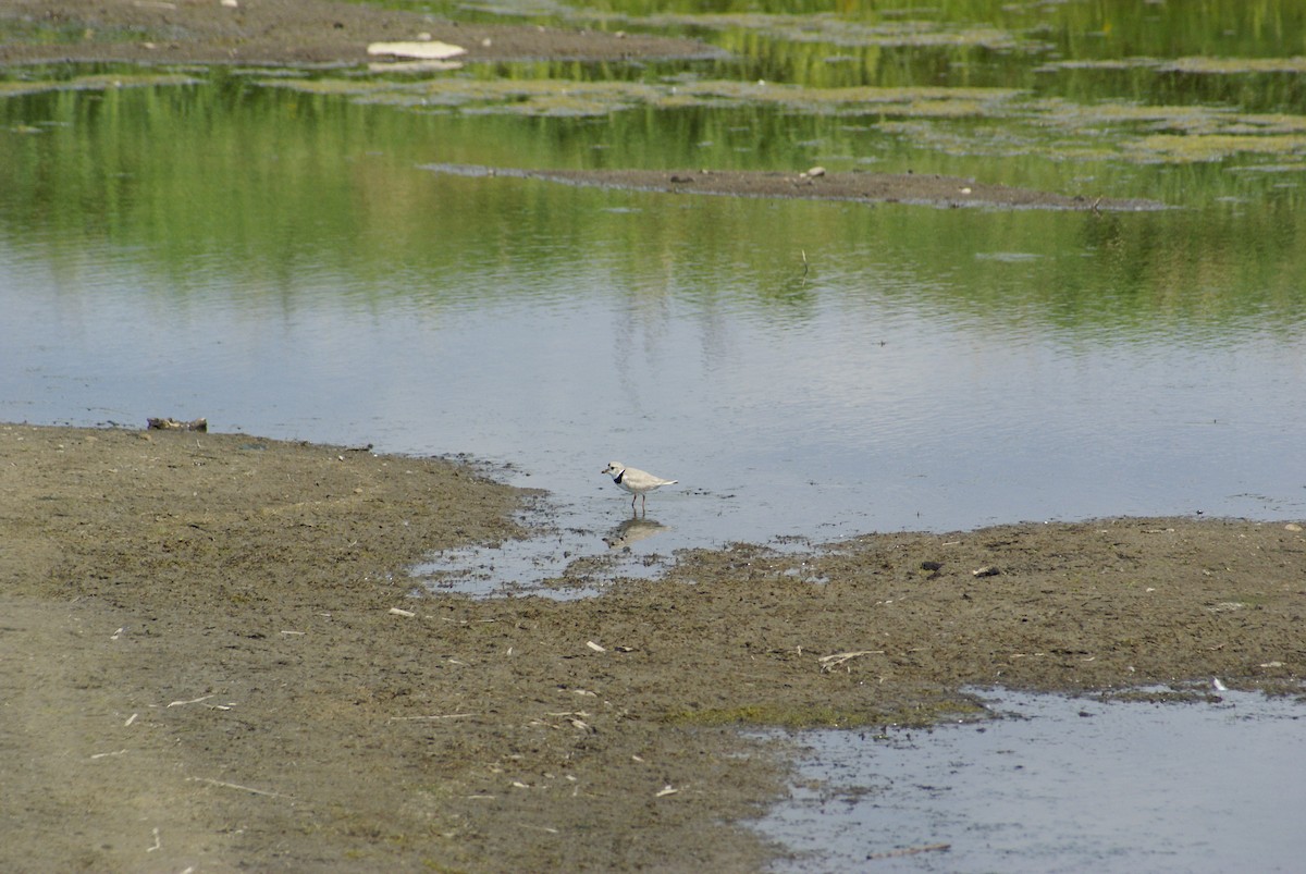 Piping Plover - Hank  Peters