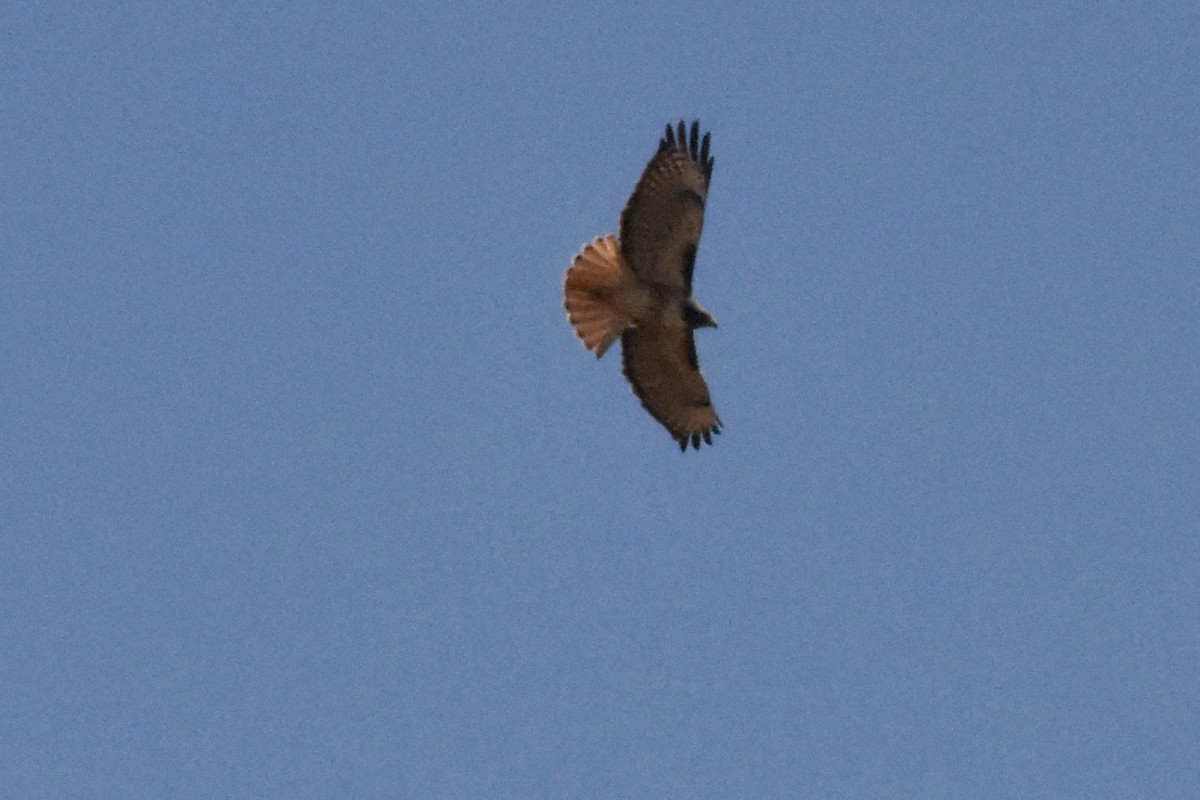 Red-tailed Hawk - ML128347211