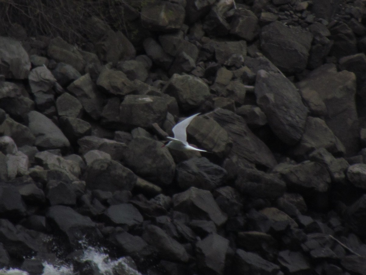 Arctic Tern - Adrian Hinkle