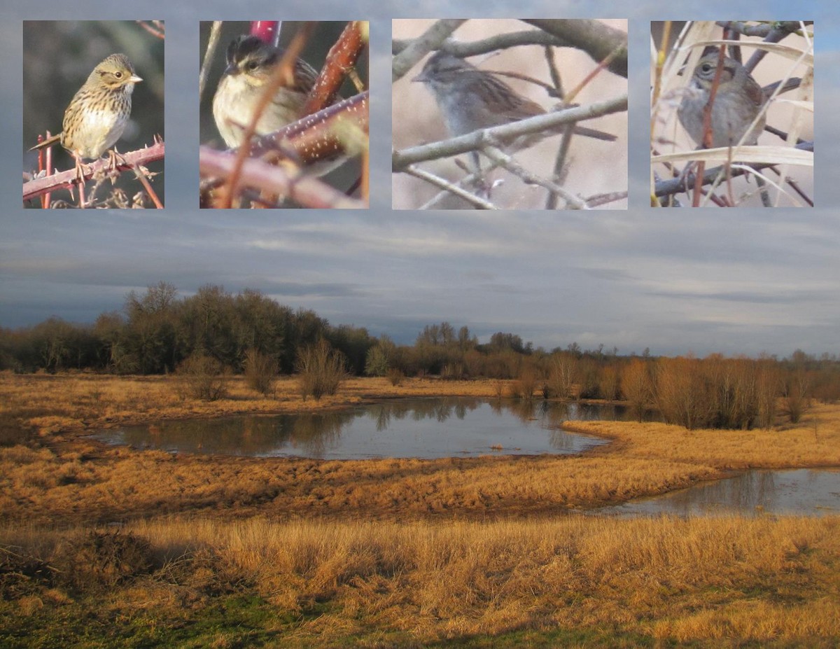 eBird Checklist 22 Dec 2013 Sauvie IslandRaccoon Point 34 species