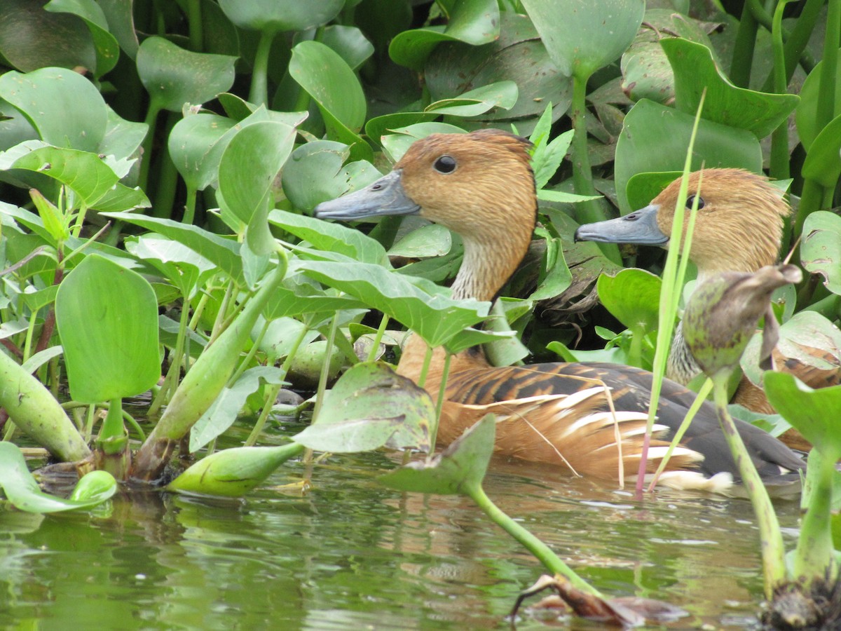 Fulvous Whistling-Duck - Adrian Hinkle