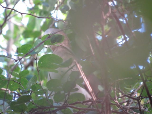 Гренадская голубка - ML128356321