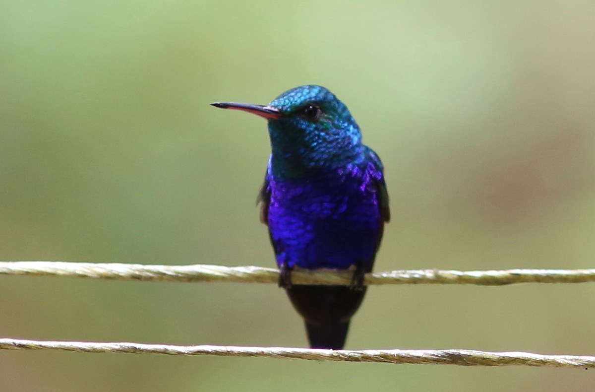 Violet-bellied Hummingbird - Rohan van Twest