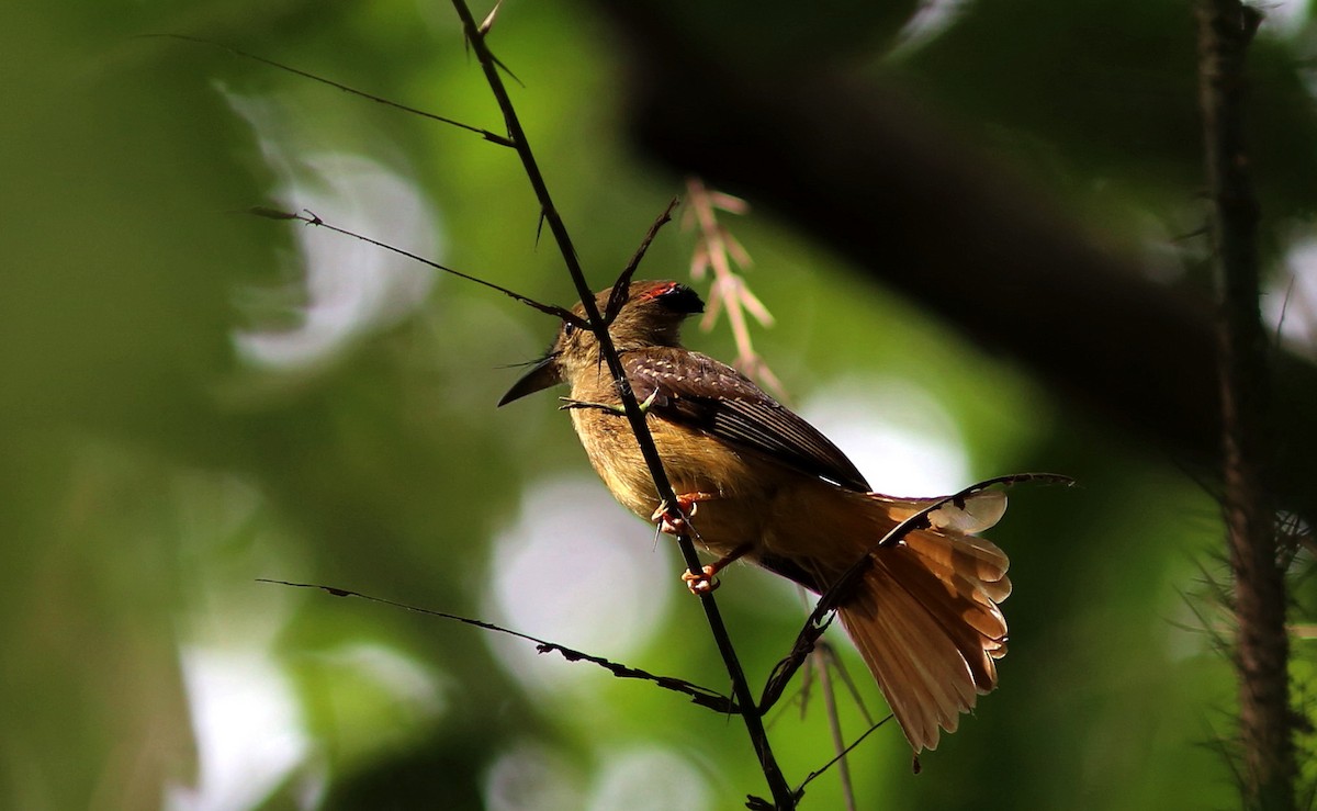 Tropical Royal Flycatcher (Northern) - ML128360201