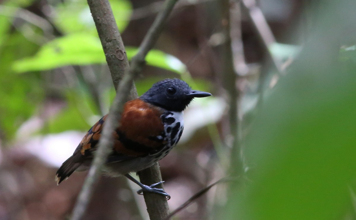 Spotted Antbird - ML128360221