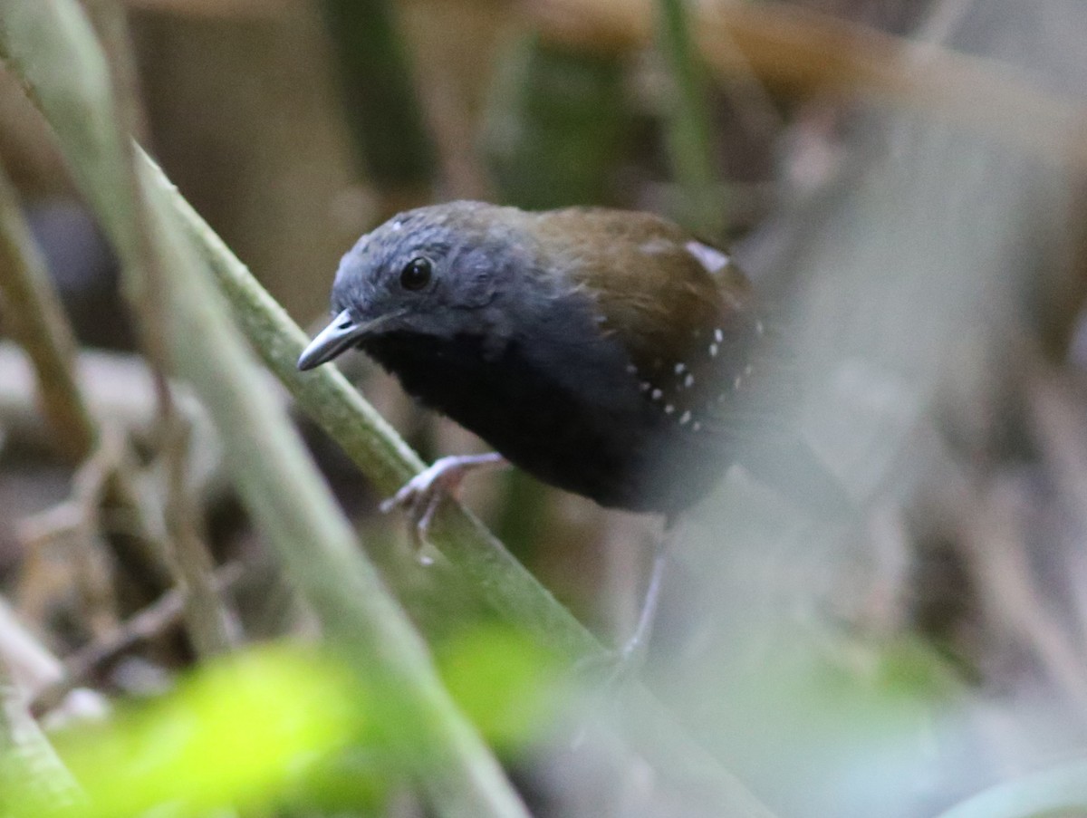 Black-throated Antbird - Rohan van Twest
