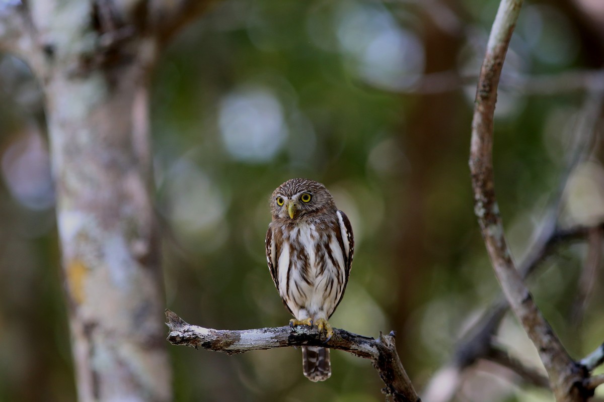 Ferruginous Pygmy-Owl - Rohan van Twest