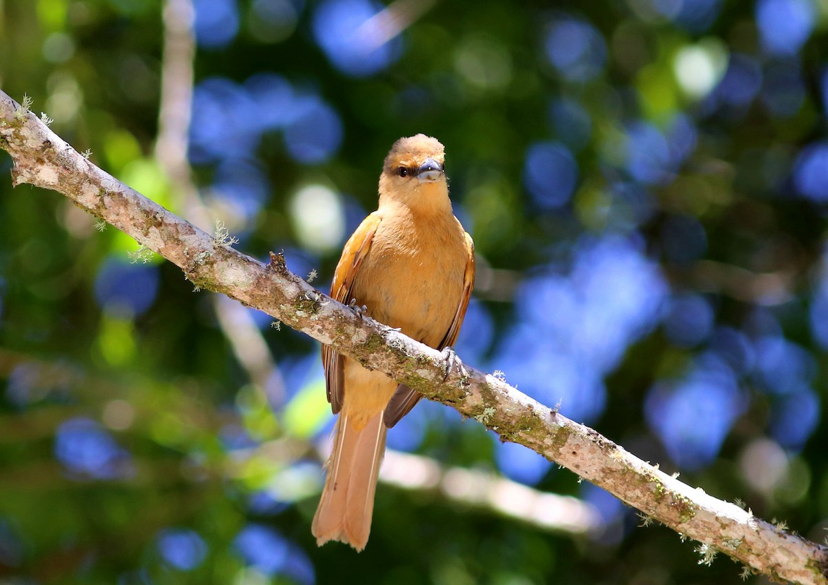 Brown Tanager - ML128361721