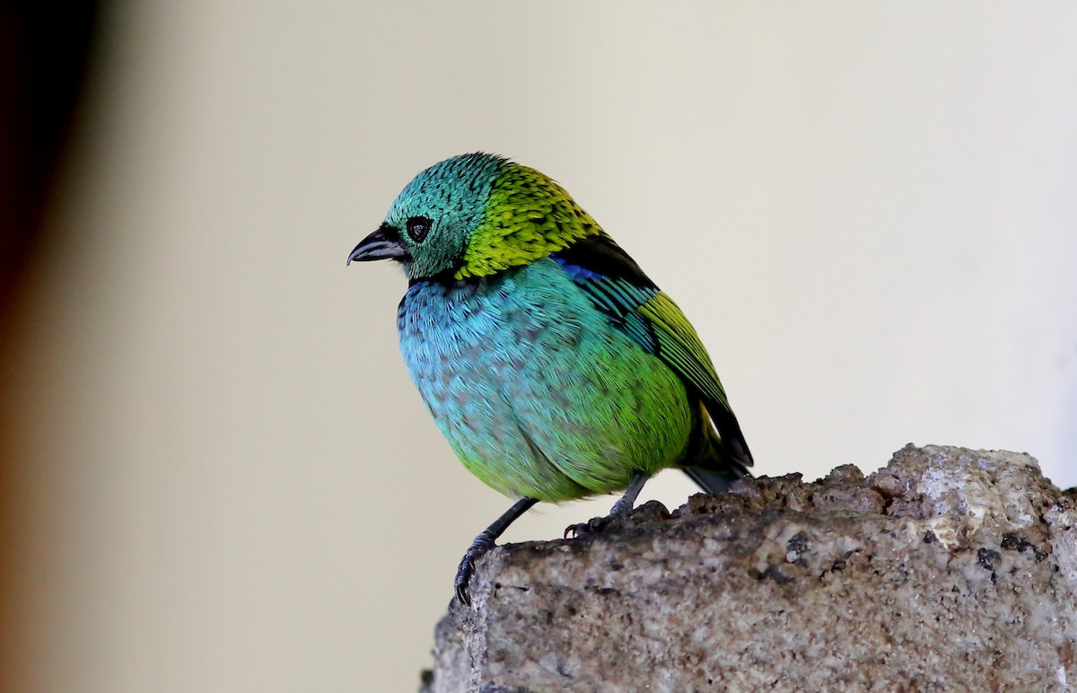 Green-headed Tanager - ML128361761