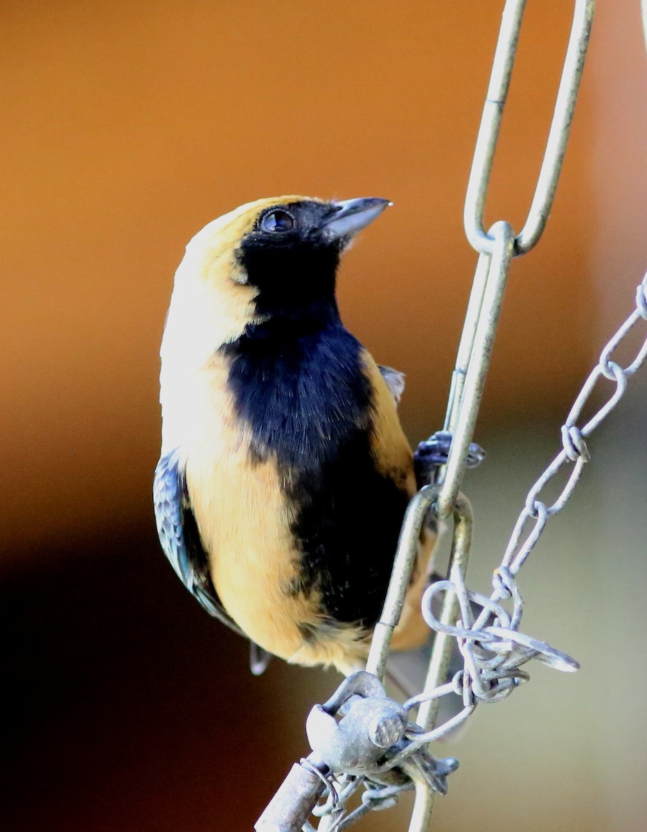 Burnished-buff Tanager - ML128361811