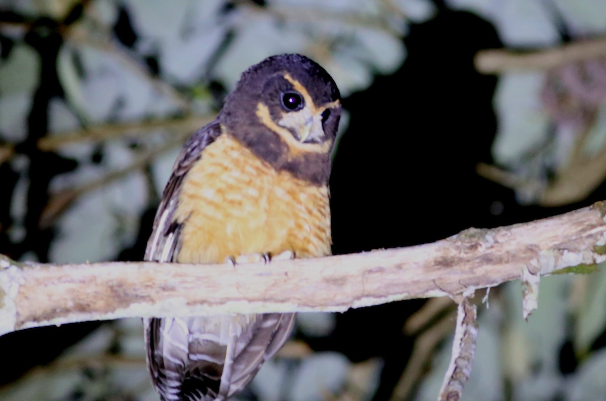 Tawny-browed Owl - ML128361821