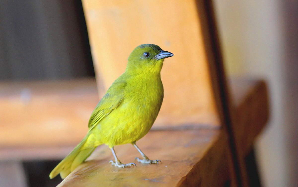 Olive-green Tanager - ML128361861