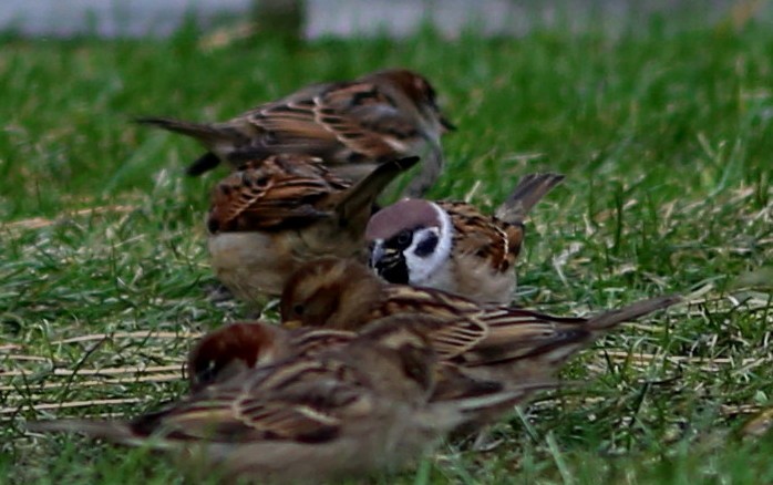 Eurasian Tree Sparrow - ML128362531