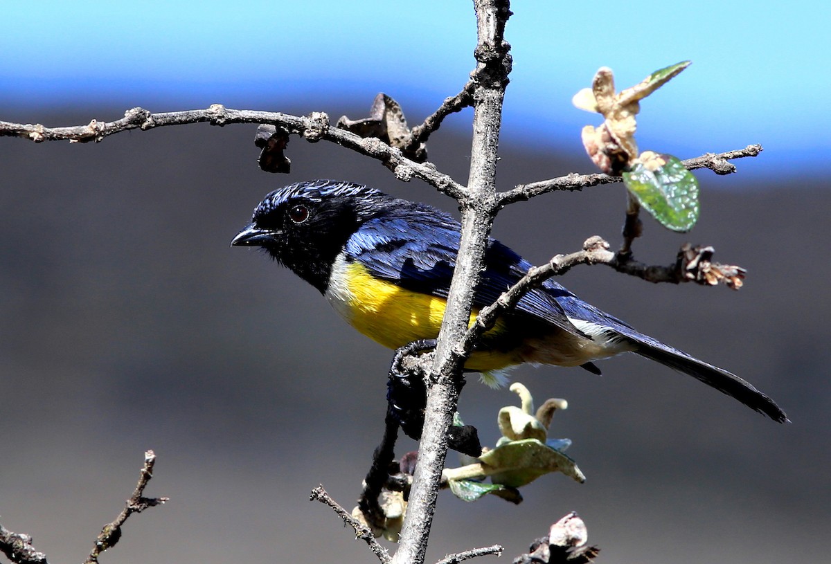 Buff-breasted Mountain Tanager - ML128366921