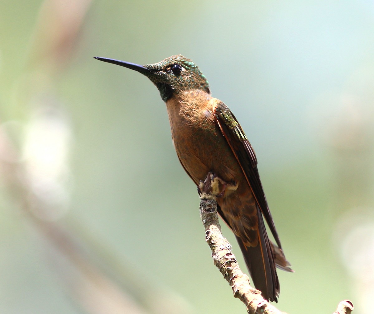 kolibřík hnědobřichý - ML128366991