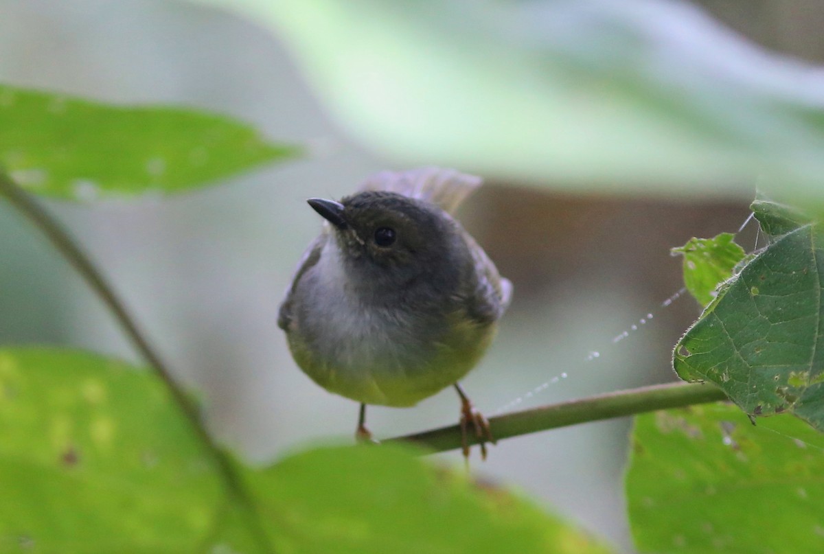 Gray-throated Warbler - ML128368191