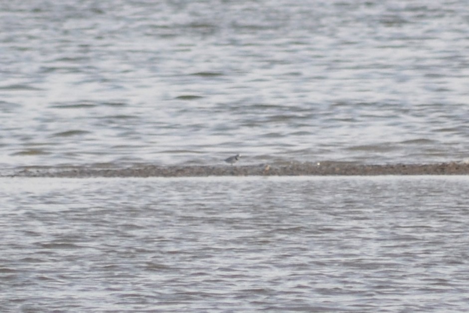 Piping Plover - Andrew Cannizzaro