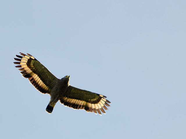 Crested Serpent-Eagle - ML128371901