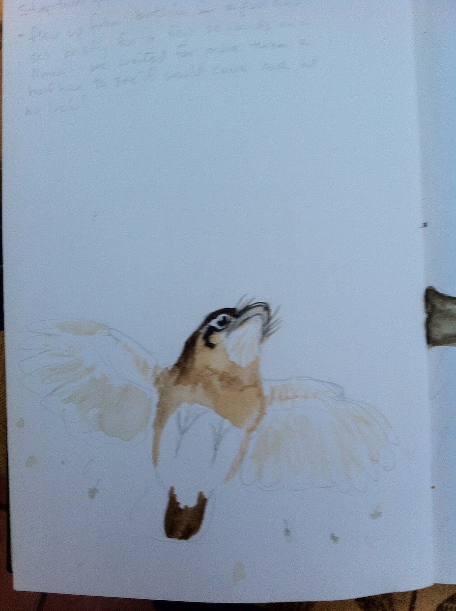 Stub-tailed Spadebill - David Fraser