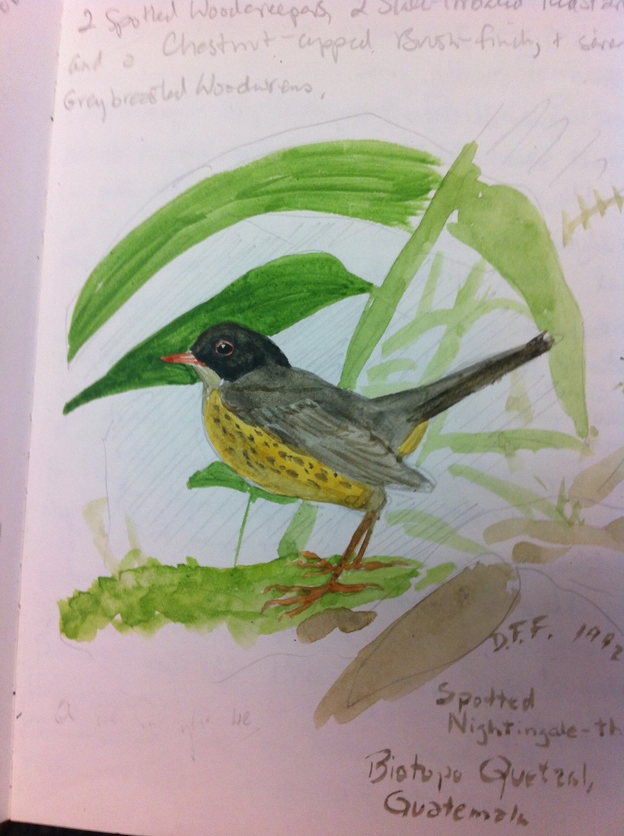 Yellow-throated Nightingale-Thrush - David Fraser