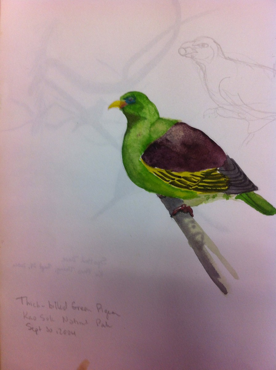 Thick-billed Green-Pigeon - David Fraser
