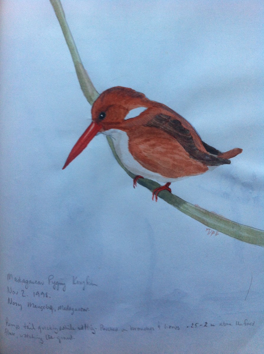 Madagascar Pygmy Kingfisher - ML128378481