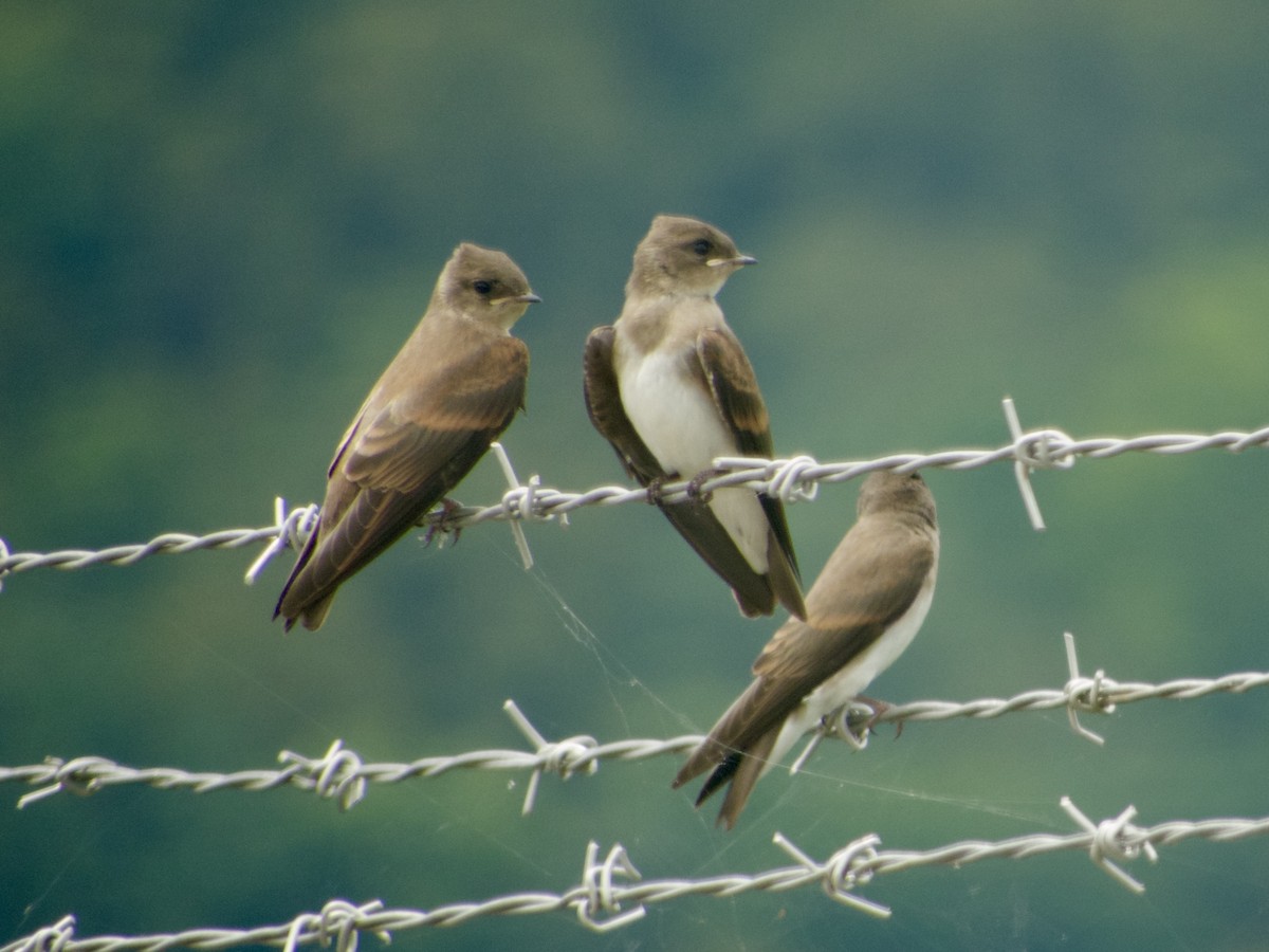 Northern Rough-winged Swallow - ML128390901